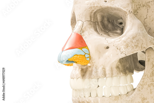 Lateral nasal cartilage in red color 3D rendering illustration isolated on white with copy space. Human skeleton and nose anatomy, medical diagram concepts.