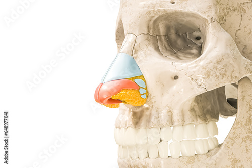 Obraz na plátne Alar nasal cartilage in red color 3D rendering illustration isolated on white with copy space