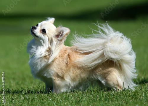 Pretty little cream colored long haired Chihuahua standing on grass