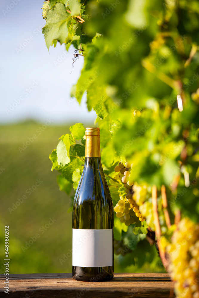 Bouteille de vin blanc et étiquette de vin dans les vignes en automne.