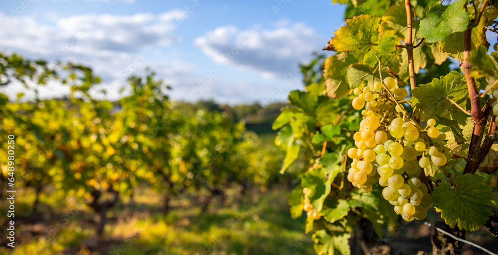 Grappe de raisin blanc dans les vignes en France.