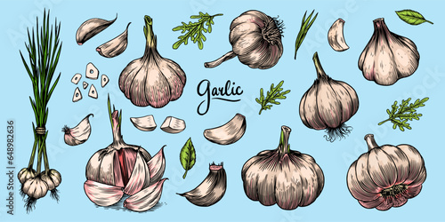 Garlic set in Vintage style. Engraved Vegetable. Hand drawn food. Vector illustration for farm market, menu, label. Organic product.