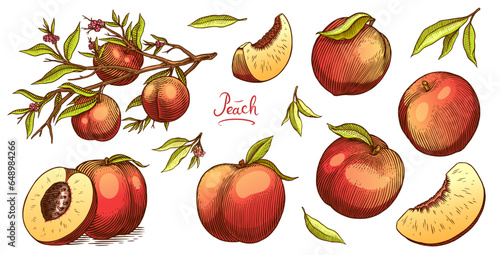 Peach and apricot in Vintage style. Slice and half and cut. Engraved Fruits. Hand drawn food. Vector illustration for farm market, menu, label. Organic product in ink and grunge style.