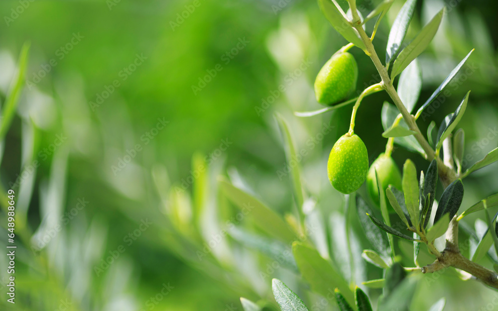 Green olives on tree, close-up