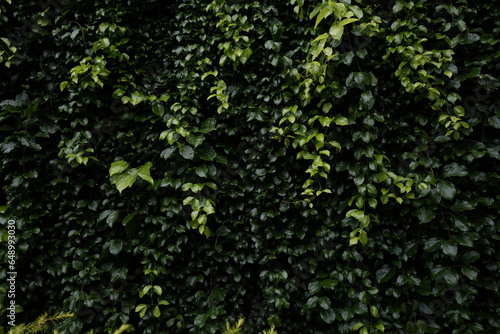 Macfadyena unguis-cati hanging plant leaves background photo