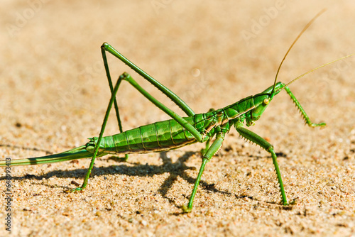 Steppe dybka sandy background, macro photo.Largest grasshopper in Russia. photo