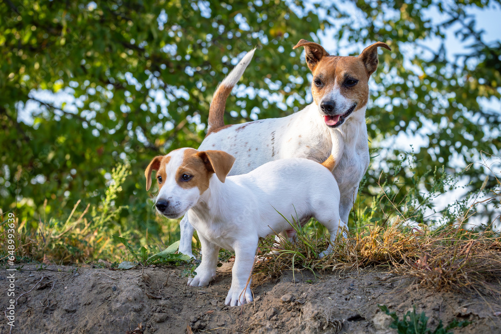 Cute Jack Russell Terrier puppy with his mother Cute Jack Russell Terrier puppy with his mother