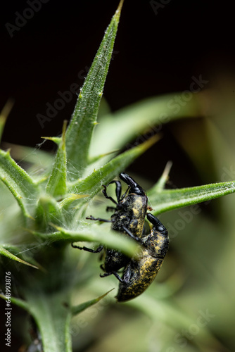 Larinus planus couple sitting on thistle green thorn photo