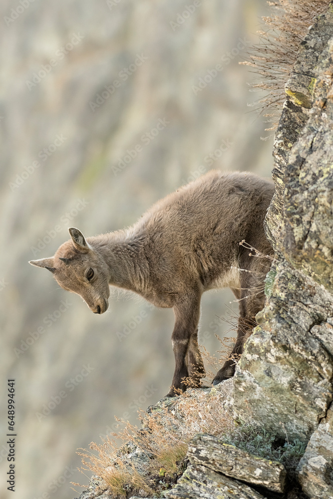 Young alpine ibex (Capra ibex) climbing on a thin ledge looking downstream, Ibex cub in the first days of life at 3000 meters above sea level. Italian Alps.