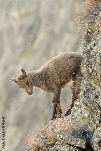 Obraz na płótnie Young alpine ibex (Capra ibex) climbing on a thin ledge looking downstream, Ibex cub in the first days of life at 3000 meters above sea level. Italian Alps. w salonie