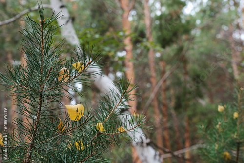 Falling yellowed birch foliage on pine needles.