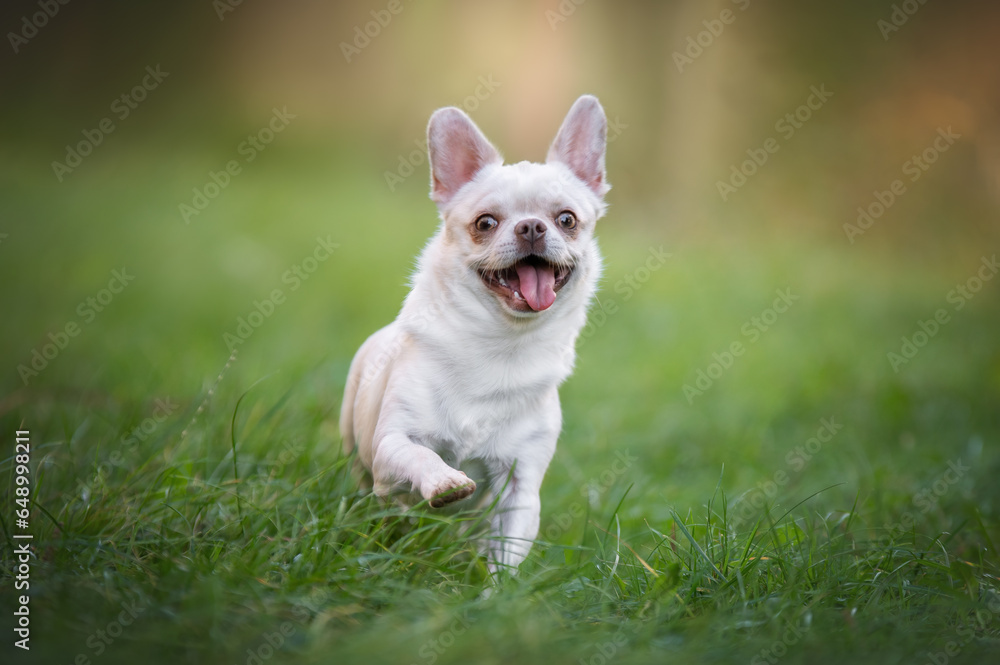 Funny chihuahua dog running on the green grass