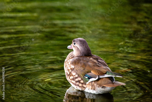 Canvas Print Female Mandarin Duck (Aix galericulata) in Phoenix Park, Dublin, Ireland