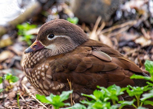 Canvas Print Female Mandarin Duck (Aix galericulata) in Phoenix Park, Dublin, Ireland