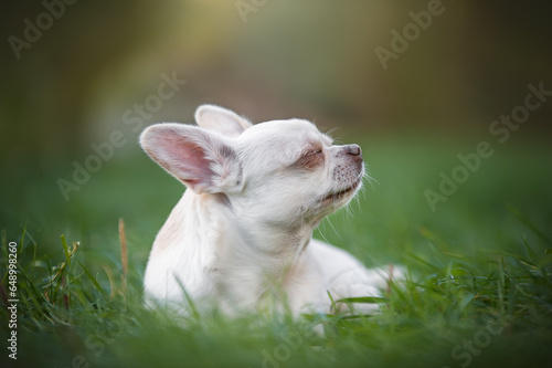 A white Chihuahua dog in a backpack rests in the grass. Closed eyes. Chihuahua dog portrait