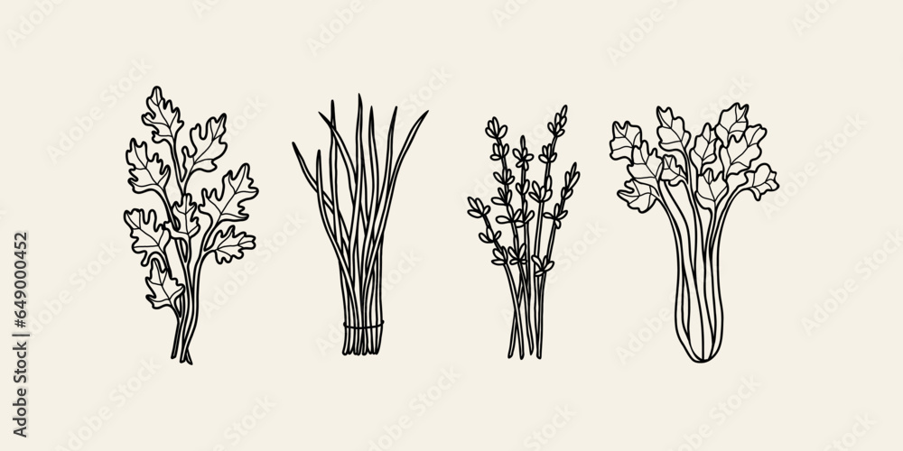 Set of hand drawn herbs and spices. Chervil, chives, lavender, celery - obrazy, fototapety, plakaty 