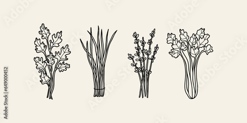 Set of hand drawn herbs and spices. Chervil, chives, lavender, celery