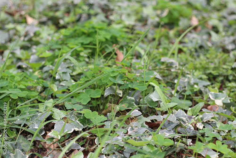 plants and leaves on the ground. green nature of plants. details of nature. green of nature. plants and leaves on the ground. green nature of plants. details of nature. green of nature.