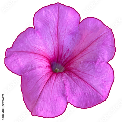 Purple petunia flower head. Top view vector illustration. Isolated