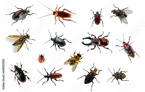 Group of insects cut out. Detailed Insect collection.