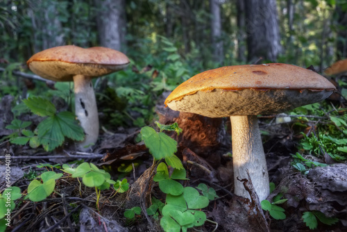 Boletus mushrooms grow in the forest. Focus on the foreground. Defocused background.