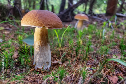Beautiful porcini mushrooms grow in the forest. Focus on the foreground. Defocused background.