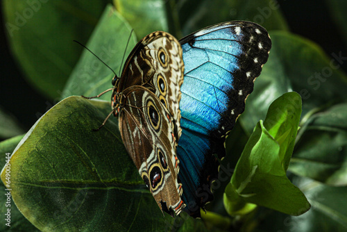 A butterfly called blue morpho with very beautiful colors captured on a green background.
