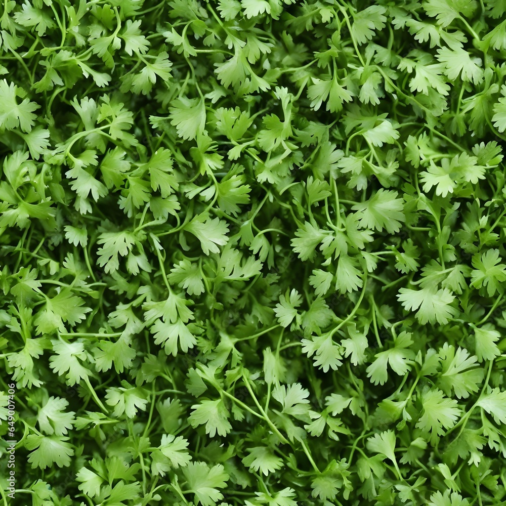 Green flat leaf parsley seamless background pattern Green flat leaf parsley seamless background pattern