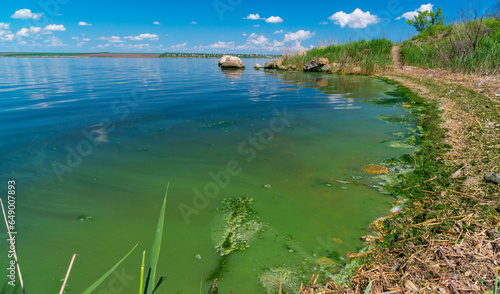 Eutrophication of the Khadzhibey estuary, blooms in the water of the blue-green algae Microcystis aeruginosa photo