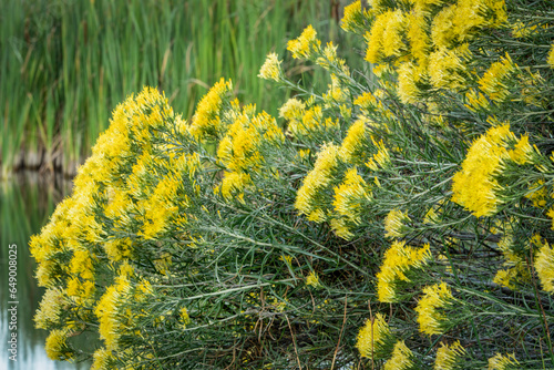 yellow flowers of rabbitbrush on lake shore in middle of September in Colorado photo