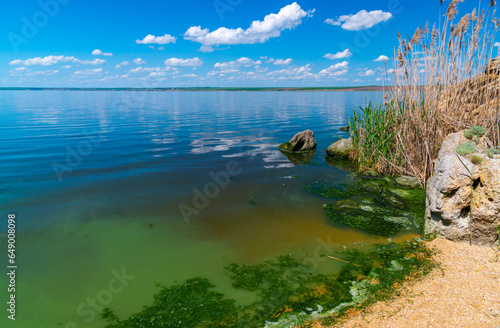 Eutrophication of the Khadzhibey estuary, blooms in the water of the blue-green algae Microcystis aeruginosa photo