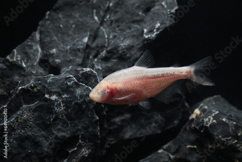blind cave fish (Astyanax mexicanus) or Mexican Tetra