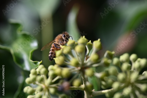 a bee collects nectar 