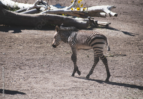 A zebra walking in the Utah's Hogle Zoo, enclosure. photo