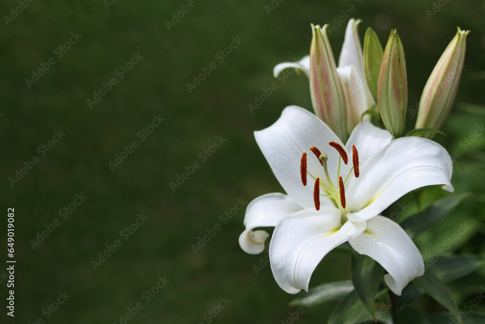 Fototapeta premium White Easter Lily flowers in garden. Lilies blooming. Blossom white Lilium Candidum in a summer. Garden Lillies with white petals. Large flowers in sunny day. Floral background. White Madonna Lily