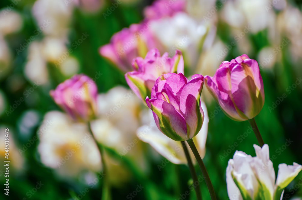 Red and white tulip flowers