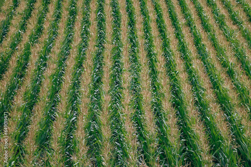 Picturesque corn field in the village of Fulpmes, Austria