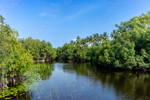 A captivating image showcasing the interplay between a thriving mangrove forest  mirror-like lake and vibrant blue sky  evoking a sense of tranquility and serenity.