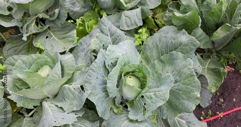 Cabbage on the Garden Bed. Cultivation Vegetable on a Farm. White Cabbage - Healthy Food. Cabbage on the Garden Bed. Cultivation Vegetable on a Farm. White Cabbage - Healthy Food.
