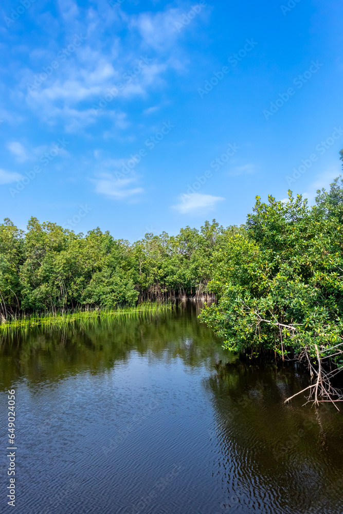 Une photographie d'une forêt de mangrove vibrante se reflétant sur un lac serein, sous un ciel bleu clair.