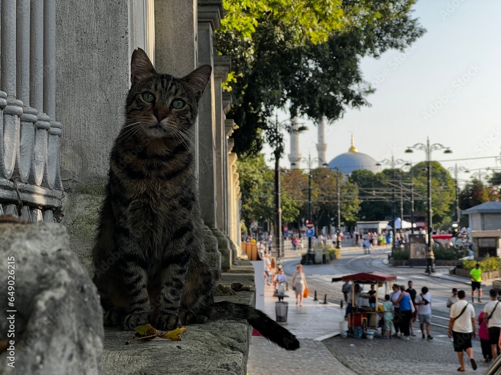 Obraz premium cat in the street