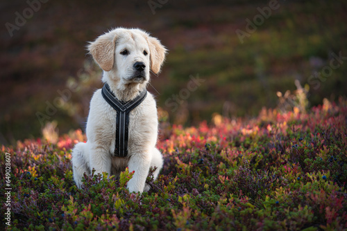 Golden retriever puppy observing the nature in autumn