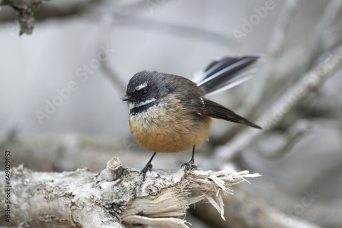 Canvas Print New Zealand native Fantail bird