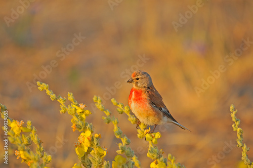 Common Linnet with red breast on yellow flowers. © TAMER YILMAZ