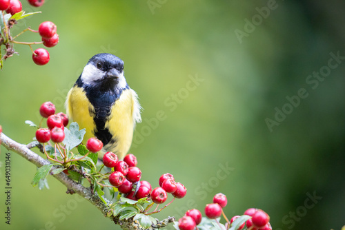 Vibrant Great Tit (Parus major) perched on a hawthorn branch full of bright red berries - Yorkshire, UK in September