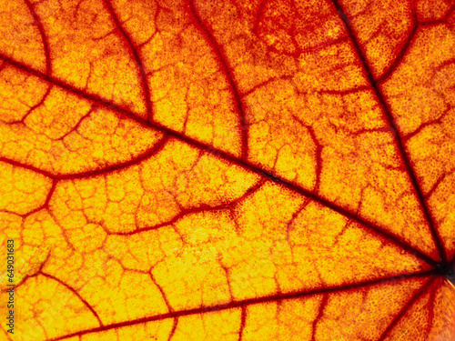 Bright orange autumn leaf in the light of autumn background