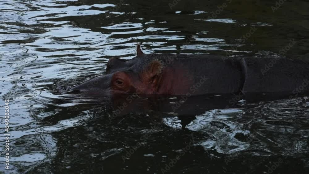 Hippo Lurks in Dark Water, Close-Up. Slow Motion 4k. Hippo Lurks in Dark Water, Close-Up. Slow Motion 4k.
