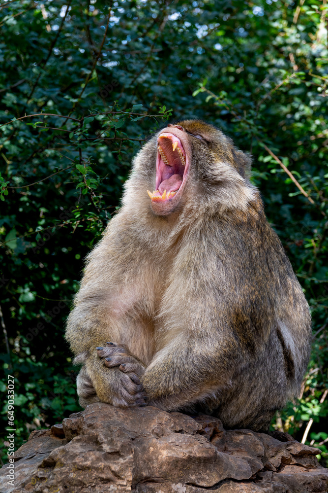 Obraz premium Macaque monkey in the monkey's forest at Rocamadour in France