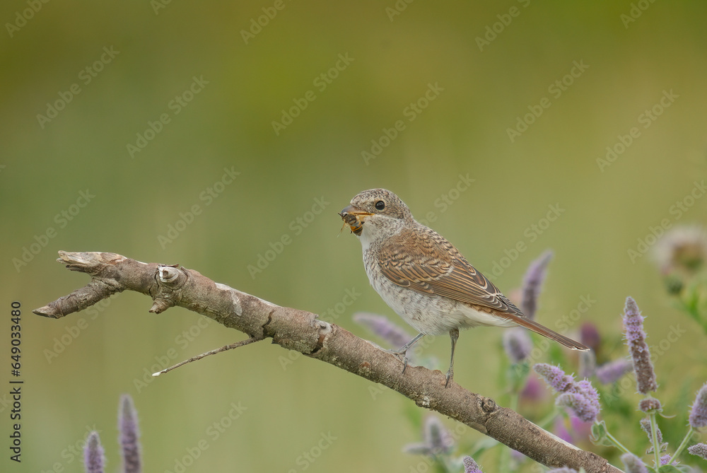 Red-backed Shrike eating a bee on a twig.