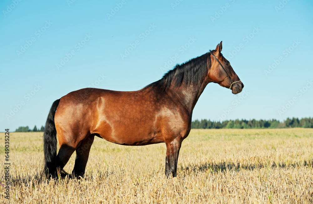 portrait of beautiful bay filly posing at  the rye field  at sunny evening. close up